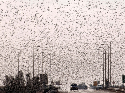 Invasione di locuste in Egitto e nel Neghev