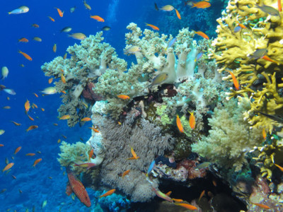 Otto Paesi cooperano per i coralli del Mar Rosso